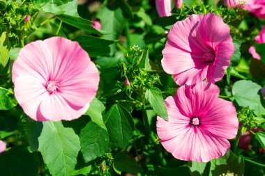 Pembe sardunya çiçekleri açık güneşli bir günde yeşil çimlerin arka planında