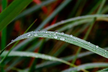 Parlak güneşli bir günde yeşil çimenler yağmur damlalarıyla kaplanır.