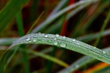 Parlak güneşli bir günde yeşil çimenler yağmur damlalarıyla kaplanır.