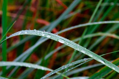 Parlak güneşli bir günde yeşil çimenler yağmur damlalarıyla kaplanır.