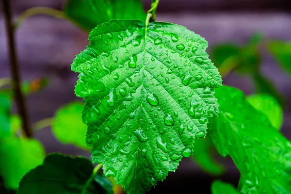 Grüne Junge Birkenblätter Nahaufnahme Mit Regentropfen Einem Strahlend Sonnigen Tag — Stockfoto
