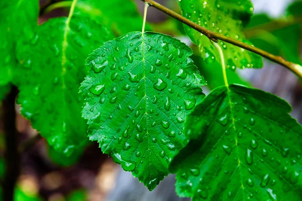 Grüne Junge Birkenblätter Nahaufnahme Mit Regentropfen Einem Strahlend Sonnigen Tag — Stockfoto
