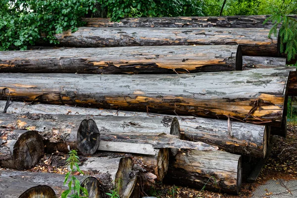 땅에는 갈라진 질감이 나이많은 소나무 줄기가 — 스톡 사진