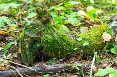 Aydınlık ve güneşli bir yaz gününde yeşil yosunlarla kaplı yaşlı kavak ağacı. seçici odak
