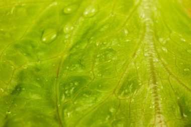 Su damlalı taze yeşil marul yaprağı yakın plan. Seçici odaklanma. makro çekim