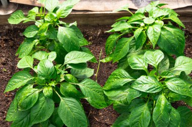 Köydeki bir serada parlak yeşil yapraklı genç Bulgar biber bitkisi. Sıcak güneşli bir yaz günü. Seçici odaklanma. Yakın plan.
