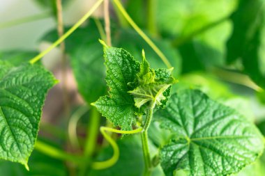 Köydeki bir serada yeşil yaprakları olan genç bir salatalık. Sıcak güneşli bir yaz günü. Seçici odaklanma. Yakın plan.