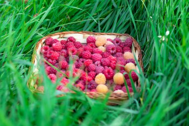 Yeşil çimenli bir sepette taze kokulu kırmızı ve sarı ahududular. Seçici odaklanma. Yakın plan.