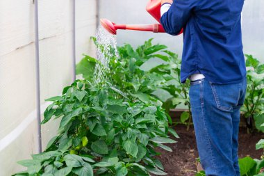 Mavi gömlekli bir kadın sıcak bir yaz gününde seradaki çiçeklerin üzerine bir su kovası döker. Seçici odaklanma. Yakın plan.