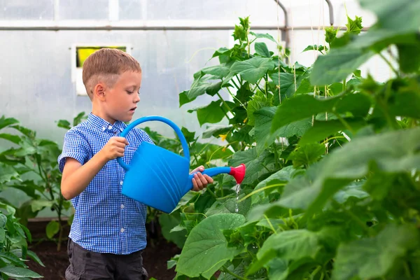 A preschool boy with a neat hairstyle in a blue shirt watering cucumber and tomato plants in a greenhouse. Selective focus. Portrait