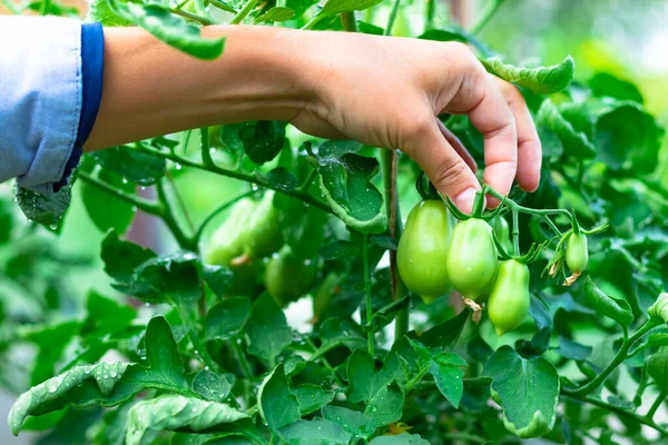 Tangan Wanita Petani Memanen Tomat Rumah Kaca Pada Hari Musim — Stok Foto