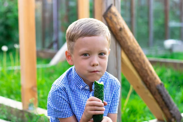 Zes Jaar Oude Gelukkige Jongen Die Verse Geurige Groene Komkommer — Stockfoto