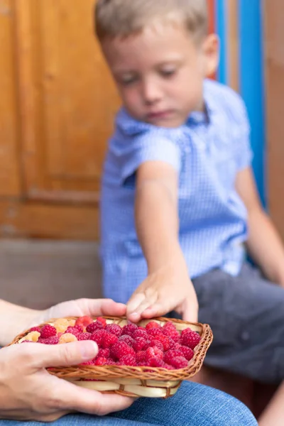 Een Zesjarige Tevreden Jongen Eet Fris Geurende Frambozen Het Dorp — Stockfoto