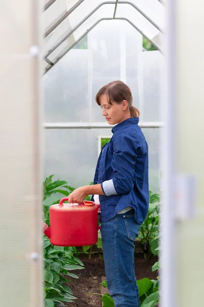 Seorang Wanita Dalam Kemeja Biru Menuangkan Kaleng Air Pada Tanaman — Stok Foto