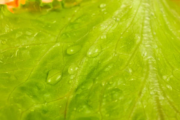 Nahaufnahme Von Frischem Grünen Salatblatt Mit Wassertropfen Selektiver Fokus Makroschießen — Stockfoto