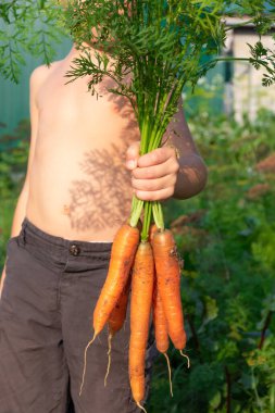 Çerçevede, elinde siyah şortlu bir çocuk vardı. Köyde güneşli bir yaz gününde yeşil yaprakların arka planına karşı tepeli taze havuçlar tutuyordu. Seçici odaklanma. Yakın plan.