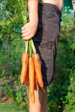 Çerçevede, elinde siyah şortlu bir çocuk vardı. Köyde güneşli bir yaz gününde yeşil yaprakların arka planına karşı tepeli taze havuçlar tutuyordu. Seçici odaklanma. Yakın plan.
