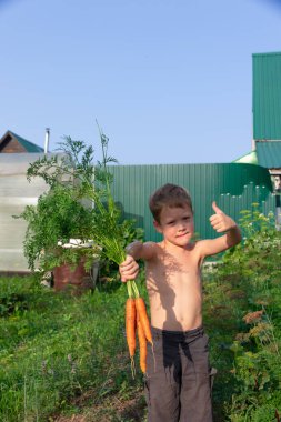 Altı yaşında, siyah şortlu tatlı bir çocuk elinde yeşil yatakların arka planında taze havuç ve güneşli bir yaz gününde köyde çit tutuyor. Seçici odaklanma. Portre