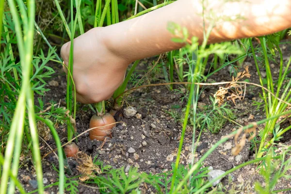 Mano Bambino Tira Fuori Una Carota Matura Con Cime Letto — Foto Stock