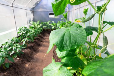 Köydeki bir serada taze yeşil yapraklı salatalık ve dolma biber. Sıcak güneşli bir yaz günü. Seçici odaklanma. Genel plan