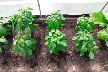 Köydeki bir serada parlak yeşil yapraklı genç Bulgar biber bitkisi. Sıcak güneşli bir yaz günü. Seçici odaklanma. Yakın plan.