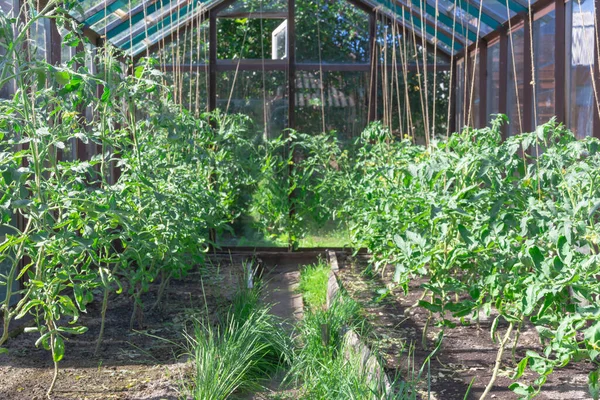 Tomat Muda Dengan Daun Hijau Ditanam Tanah Rumah Kaca Hari — Stok Foto