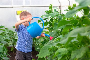 Serada salatalık ve domates sulayan mavi gömlekli düzgün saç stili bir anaokulu çocuğu. Seçici odaklanma. Portre