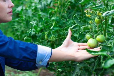 Çiftçi dişilerin elleri sıcak bir yaz gününde bir serada domates topluyor. Seçici odaklanma. Yakın plan.