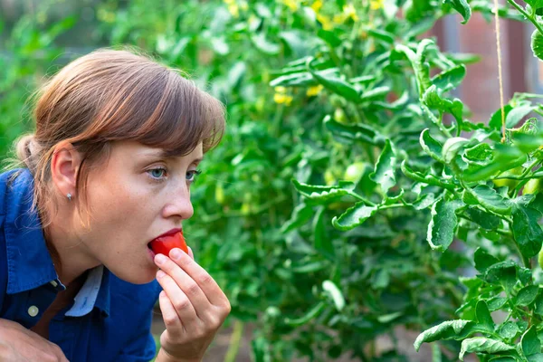 Seorang Wanita Petani Dengan Kemeja Biru Mencicipi Tomat Merah Rumah — Stok Foto