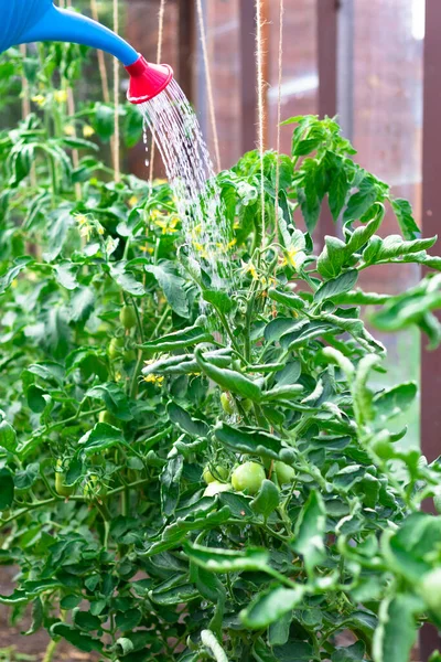 Kaleng Air Biru Dapat Digunakan Untuk Menyiram Tomat Hijau Rumah — Stok Foto