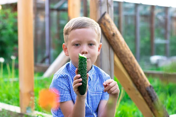 Six Year Old Happy Boy Eating Fresh Fragrant Green Cucumber — Stock Photo, Image