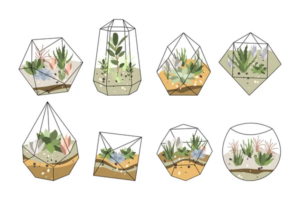 Floraryum, cam vazo. Geometrik cam kapta sulu bitkiler ve kaktüsler. Şişede bahçe, diy geometrik teraryum, mini ekosistem. Vektör düz çizgi film illüstrasyonu