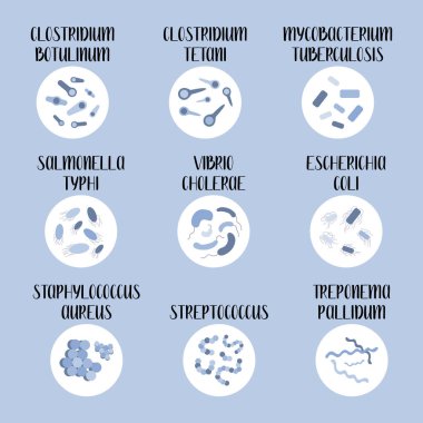 9 patojenik bakteri: Escherichia Coli, Staphylococcus Aureus, Streptococcus, Clostridium, Salmonella. Tehlikeli enfeksiyonlar. Bakteriyoloji. Morfoloji. Mikrobiyoloji. Vektör düz resimleme