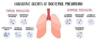 Bakteriyel zatürreenin nedensel etkenleri. Akut solunum yolu enfeksiyonları. Tipik ve atipik patojenler (cocci, bacilli). Morfoloji. Mikrobiyoloji. Vektör düz resimleme