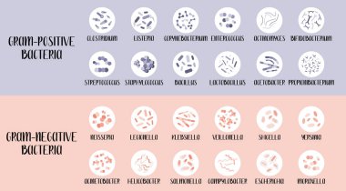 Gram pozitif ve gram negatif bakteri. Bakteri sınıflandırması, farklı cinsler. Morfoloji. Mikrobiyoloji. Vektör düz resimleme