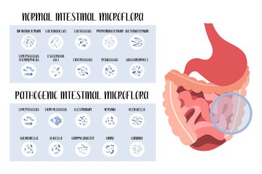 Intestinal microflora. Normal and pathogenic bacteria for stomach, gut, intestine. Good and bad microorganism. Microbiome. Vector flat cartoon illustration. Perfect for flyer, medical brochure, banner clipart