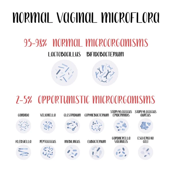 Normal vajinal mikroflora, laktobasil, bifidobakteryum. Normal ve fırsatçı mikroorganizmalar, enfeksiyon. Dişi üreme sistemi. Jinekoloji. Vektör düz çizgi film illüstrasyonu