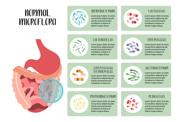 Probiotics Normal Microflora Lactic Acid Bacteria Good Microorganisms Stomach Gut — Stock Vector