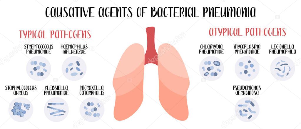 Causative agents of bacterial pneumonia. Acute respiratory tract infections. Typical and atypical pathogens (cocci, bacilli). Morphology. Microbiology. Vector flat illustration