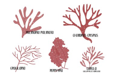 Yenilebilir yosun seti. Kırmızı yosun ya da Rodophyta. Porphyra, Gracilaria, Palmaria palmata, Chondrus crispus, Callophyllis variegata, Carola. Deniz sebzeleri. Beyaz üzerine izole edilmiş vektör düz illüstrasyon