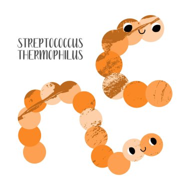 Streptococcus thermophilus, tükürük. Tatlı laktik asit bakteri karakteri. Probiyotik. Bağırsak ve bağırsak sağlığı için iyi bir kawaii mikroorganizması. Mikro flora. Vektör düz çizgi film illüstrasyonu