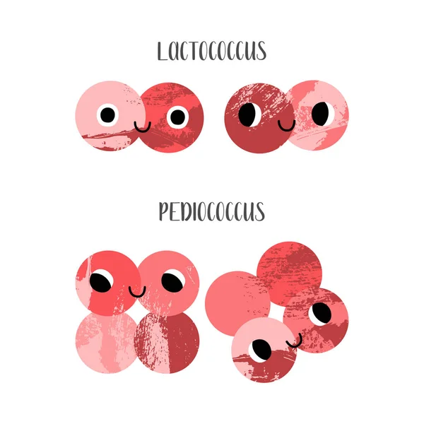 Lactococo Pediococo Lindo Carácter Bacterias Ácido Láctico Probióticos Buen Microorganismo — Vector de stock