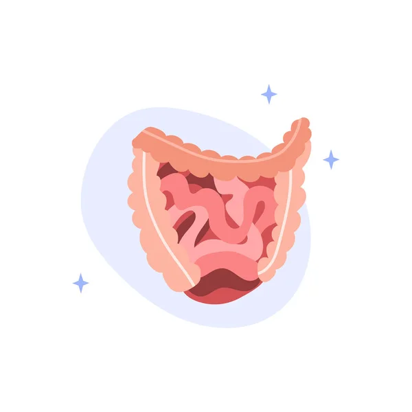 Sistema Digestivo Humano Tripas Intestino Delgado Grosso Trato Digestivo Ilustração —  Vetores de Stock