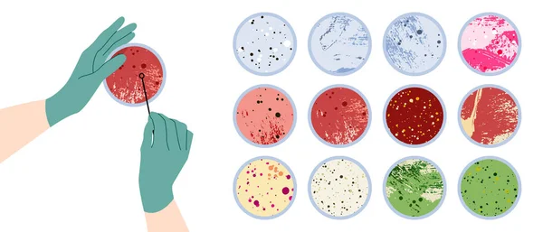 Рука Вченого Рукавичці Тримає Посуд Петрі Тарілку Агаром Бактеріальну Колонію — стоковий вектор