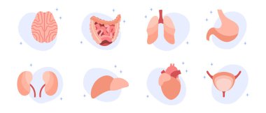 İç organları. Beyin, akciğer, karaciğer, kalp, mide, bağırsaklar, böbrekler, mesane. Vektör düz çizim. Broşür, pankart, iniş sayfası ve web sitesi için mükemmel.