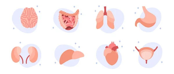 Wewnętrzne Ludzkie Organy Mózg Płuca Wątroba Serce Żołądek Jelita Nerki — Wektor stockowy