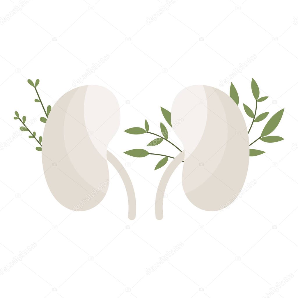 Kidneys with leaves. Urinary system. Urology. Homeopathy, naturopathy, ethnoscience. Alternative medicine. Treatment with folk remedies, natural organic herb. Vector flat cartoon illustration