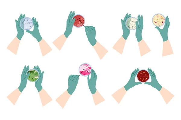 ペトリ皿を持つ手袋の科学者の手 寒天とプレート 細菌コロニー 細菌学 微生物学 実験室試験 細菌学的湿地 化学分析 ベクトルフラット漫画イラスト — ストックベクタ