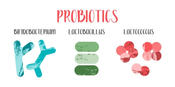 Probióticos Bacterias Del Ácido Láctico Buenos Microorganismos Para Salud Intestinal — Vector de stock