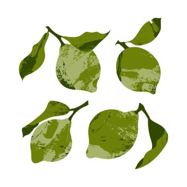 Sulu limon, bergamot. Taze narenciye, sağlıklı organik gıda. Yapraklı olgun yeşil meyveler. Vektör düz çizgi film botanik çizimi. Logo için mükemmel, damga, damga, damga